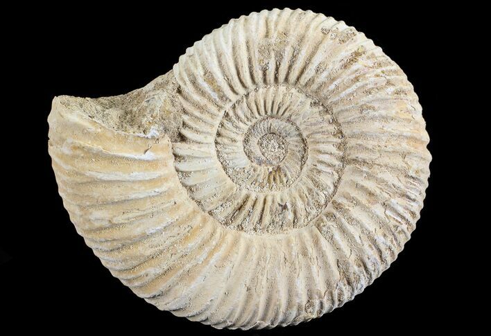 Perisphinctes Ammonite - Jurassic #68186